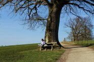 Person sitzt unter einem Baum und liest ein Buch