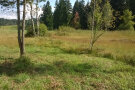 Blick ins Hammermoos am Waldrand mit gemähten und feuchten Wiesen.