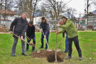 Die Anwesenden pflanzen einen Apfelbaum.