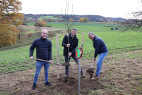 Drei Männer beim Pflanzen eines neuen Baumes bei Langenneufnach.