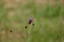 Der Wiesenknopf-Ameisenbläuling, ein Schmetterling, sitzt auf dem Wiesenknopf, eine Art Rosengewächs.