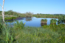 Tümpel in der Moorlandschaft