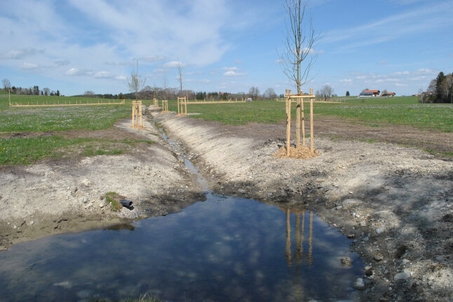 Ein Graben führt zum Tümpel, rechts und links davon neu gepflanzte Bäume.