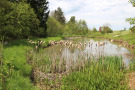 Ein kleiner Weiher  fügt sich idyllisch in die Kulturlandschaft ein. Im Vordergrund sind Rohrkolben zu sehen.