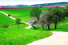 Ein geschotterter Feldweg schlängelt sich durch die leicht hügelige Frühlingslandschaft. Am Wegrand sehen einige blühende Bäume, im Hintergrund fährt ein Traktor auf dem Weg.