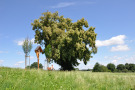 Ein Spaziergänger sitzt in freier Kulturlandschaft auf einer Bank. Daneben steht ein Holzkreuz mit Christuskörper, flankiert von zwei neu gepflanzten Bäumen,  und einem großkronigem hochgewachsenem Baum. 