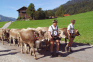 Tradition im Allgäu: Der Viehscheid. Zwei Älpler laufen vor ihrer Herde zurück ins Tal. Die Rinder haben Zugschellen um den Hals