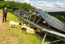 Grüne Wiese, Schafe grasen unter einer Photovoltaik-Freiflächenanlage. Ein Mann steh im Hintergrund.
