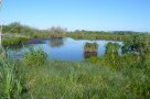 Ein Weiher mit Schilf und seltenen Pflanzen