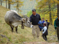 Wanderer streichelt eine Kuh der Rinderrasse Braunvieh mit Kuhglocke und gräulichem Teint.