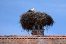 Storch in einem breiten Nest, das auf dem Kamin gebaut ist. Das Nest ist deutlich über dem First.