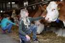 Mädchen streichelt eine Kuh im Stall (Foto: Warmuth/StMELF)