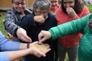Mehrere Frauen fühlen und riechen an Silagefutter 